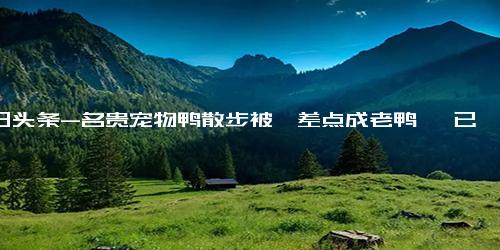 今日头条-名贵宠物鸭散步被掳差点成老鸭煲 已依法刑拘偷窃者！